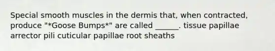 Special smooth muscles in the dermis that, when contracted, produce "*Goose Bumps*" are called ______. tissue papillae arrector pili cuticular papillae root sheaths