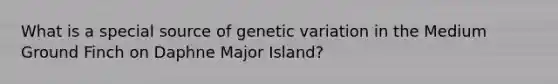 What is a special source of genetic variation in the Medium Ground Finch on Daphne Major Island?