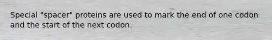 Special "spacer" proteins are used to mark the end of one codon and the start of the next codon.