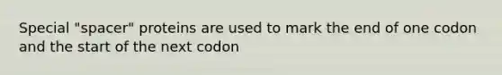 Special "spacer" proteins are used to mark the end of one codon and the start of the next codon