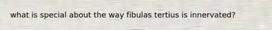 what is special about the way fibulas tertius is innervated?