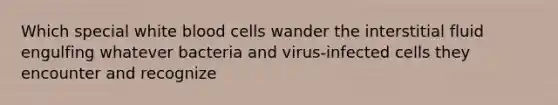 Which special white blood cells wander the interstitial fluid engulfing whatever bacteria and virus-infected cells they encounter and recognize