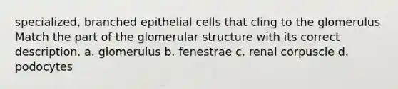 specialized, branched epithelial cells that cling to the glomerulus Match the part of the glomerular structure with its correct description. a. glomerulus b. fenestrae c. renal corpuscle d. podocytes