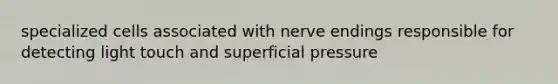 specialized cells associated with nerve endings responsible for detecting light touch and superficial pressure