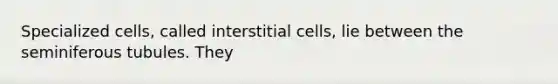 Specialized cells, called interstitial cells, lie between the seminiferous tubules. They