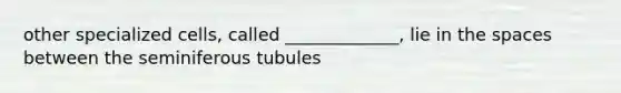 other specialized cells, called _____________, lie in the spaces between the seminiferous tubules