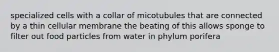 specialized cells with a collar of micotubules that are connected by a thin cellular membrane the beating of this allows sponge to filter out food particles from water in phylum porifera