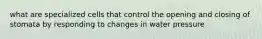 what are specialized cells that control the opening and closing of stomata by responding to changes in water pressure