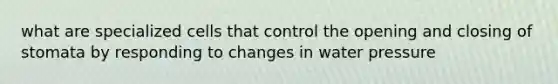 what are specialized cells that control the opening and closing of stomata by responding to changes in water pressure