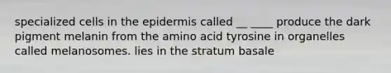 specialized cells in the epidermis called __ ____ produce the dark pigment melanin from the amino acid tyrosine in organelles called melanosomes. lies in the stratum basale