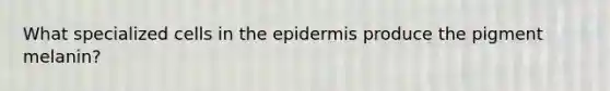 What specialized cells in the epidermis produce the pigment melanin?