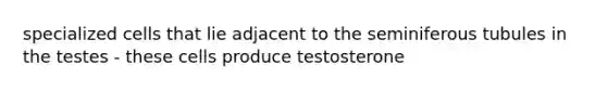 specialized cells that lie adjacent to the seminiferous tubules in the testes - these cells produce testosterone