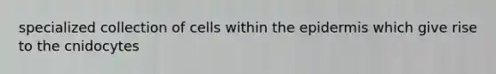 specialized collection of cells within the epidermis which give rise to the cnidocytes