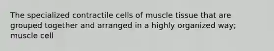 The specialized contractile cells of muscle tissue that are grouped together and arranged in a highly organized way; muscle cell