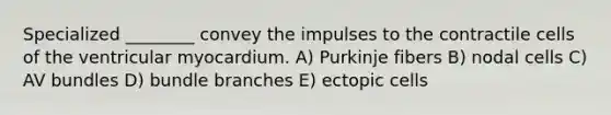 Specialized ________ convey the impulses to the contractile cells of the ventricular myocardium. A) Purkinje fibers B) nodal cells C) AV bundles D) bundle branches E) ectopic cells