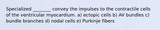 Specialized ________ convey the impulses to the contractile cells of the ventricular myocardium. a) ectopic cells b) AV bundles c) bundle branches d) nodal cells e) Purkinje fibers