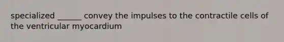 specialized ______ convey the impulses to the contractile cells of the ventricular myocardium