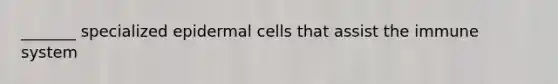 _______ specialized epidermal cells that assist the immune system