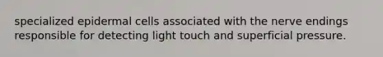 specialized epidermal cells associated with the nerve endings responsible for detecting light touch and superficial pressure.