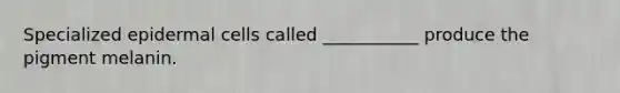 Specialized epidermal cells called ___________ produce the pigment melanin.