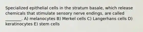 Specialized epithelial cells in the stratum basale, which release chemicals that stimulate sensory nerve endings, are called ________. A) melanocytes B) Merkel cells C) Langerhans cells D) keratinocytes E) stem cells