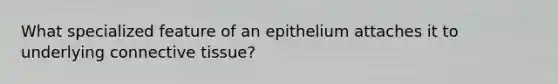 What specialized feature of an epithelium attaches it to underlying connective tissue?