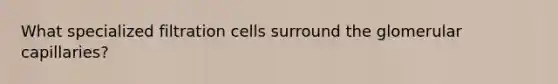 What specialized filtration cells surround the glomerular capillaries?