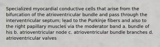 Specialized myocardial conductive cells that arise from the bifurcation of the atrioventricular bundle and pass through the interventricular septum; lead to the Purkinje fibers and also to the right papillary muscles via the moderator band a. bundle of his b. atrioventricular node c. atrioventricular bundle branches d. atrioventricular valves