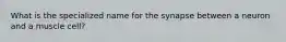 What is the specialized name for the synapse between a neuron and a muscle cell?