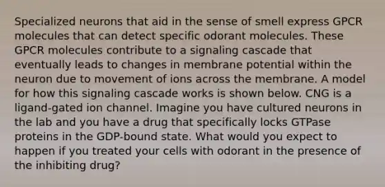 Specialized neurons that aid in the sense of smell express GPCR molecules that can detect specific odorant molecules. These GPCR molecules contribute to a signaling cascade that eventually leads to changes in membrane potential within the neuron due to movement of ions across the membrane. A model for how this signaling cascade works is shown below. CNG is a ligand-gated ion channel. Imagine you have cultured neurons in the lab and you have a drug that specifically locks GTPase proteins in the GDP-bound state. What would you expect to happen if you treated your cells with odorant in the presence of the inhibiting drug?