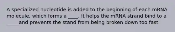 A specialized nucleotide is added to the beginning of each mRNA molecule, which forms a ____. It helps the mRNA strand bind to a _____and prevents the stand from being broken down too fast.