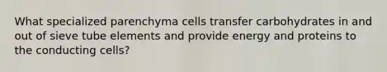 What specialized parenchyma cells transfer carbohydrates in and out of sieve tube elements and provide energy and proteins to the conducting cells?