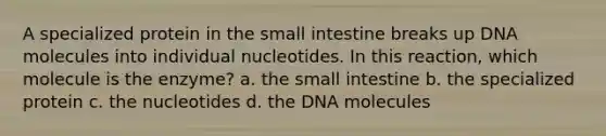 A specialized protein in the small intestine breaks up DNA molecules into individual nucleotides. In this reaction, which molecule is the enzyme? a. the small intestine b. the specialized protein c. the nucleotides d. the DNA molecules