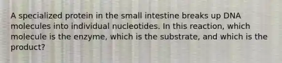 A specialized protein in the small intestine breaks up DNA molecules into individual nucleotides. In this reaction, which molecule is the enzyme, which is the substrate, and which is the product?