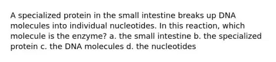 A specialized protein in the small intestine breaks up DNA molecules into individual nucleotides. In this reaction, which molecule is the enzyme? a. the small intestine b. the specialized protein c. the DNA molecules d. the nucleotides