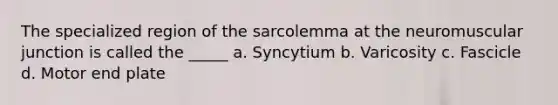 The specialized region of the sarcolemma at the neuromuscular junction is called the _____ a. Syncytium b. Varicosity c. Fascicle d. Motor end plate