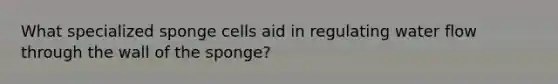 What specialized sponge cells aid in regulating water flow through the wall of the sponge?