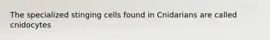 The specialized stinging cells found in Cnidarians are called cnidocytes