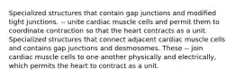 Specialized structures that contain gap junctions and modified tight junctions. -- unite cardiac muscle cells and permit them to coordinate contraction so that the heart contracts as a unit. Specialized structures that connect adjacent cardiac muscle cells and contains gap junctions and desmosomes. These -- join cardiac muscle cells to one another physically and electrically, which permits the heart to contract as a unit.