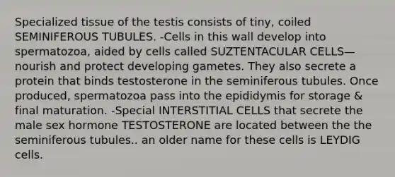 Specialized tissue of the testis consists of tiny, coiled SEMINIFEROUS TUBULES. -Cells in this wall develop into spermatozoa, aided by cells called SUZTENTACULAR CELLS— nourish and protect developing gametes. They also secrete a protein that binds testosterone in the seminiferous tubules. Once produced, spermatozoa pass into the epididymis for storage & final maturation. -Special INTERSTITIAL CELLS that secrete the male sex hormone TESTOSTERONE are located between the the seminiferous tubules.. an older name for these cells is LEYDIG cells.