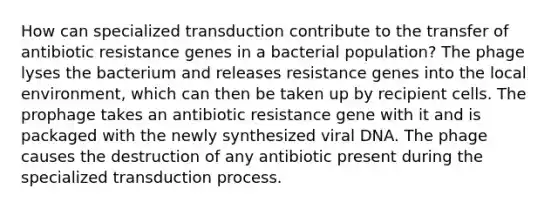 How can specialized transduction contribute to the transfer of antibiotic resistance genes in a bacterial population? The phage lyses the bacterium and releases resistance genes into the local environment, which can then be taken up by recipient cells. The prophage takes an antibiotic resistance gene with it and is packaged with the newly synthesized viral DNA. The phage causes the destruction of any antibiotic present during the specialized transduction process.