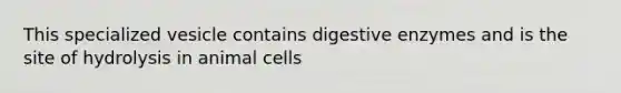 This specialized vesicle contains digestive enzymes and is the site of hydrolysis in animal cells