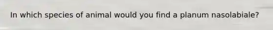 In which species of animal would you find a planum nasolabiale?