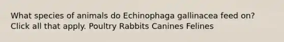 What species of animals do Echinophaga gallinacea feed on? Click all that apply. Poultry Rabbits Canines Felines