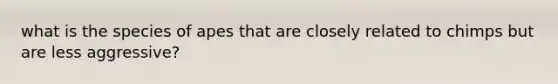 what is the species of apes that are closely related to chimps but are less aggressive?