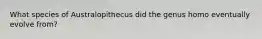 What species of Australopithecus did the genus homo eventually evolve from?