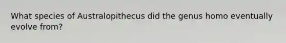 What species of Australopithecus did the genus homo eventually evolve from?