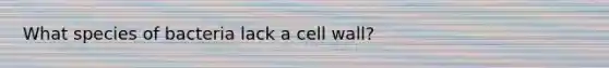 What species of bacteria lack a cell wall?