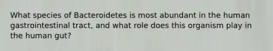 What species of Bacteroidetes is most abundant in the human gastrointestinal tract, and what role does this organism play in the human gut?