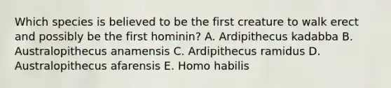 Which species is believed to be the first creature to walk erect and possibly be the first hominin? A. Ardipithecus kadabba B. Australopithecus anamensis C. Ardipithecus ramidus D. Australopithecus afarensis E. <a href='https://www.questionai.com/knowledge/kG3hgw3hYa-homo-habilis' class='anchor-knowledge'>homo habilis</a>